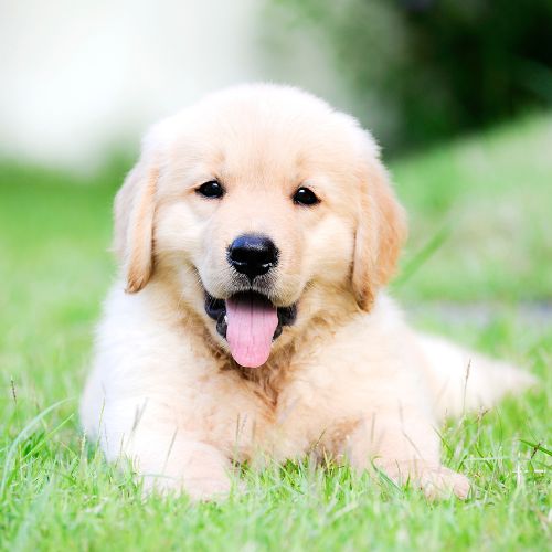 happy dog sitting on grass