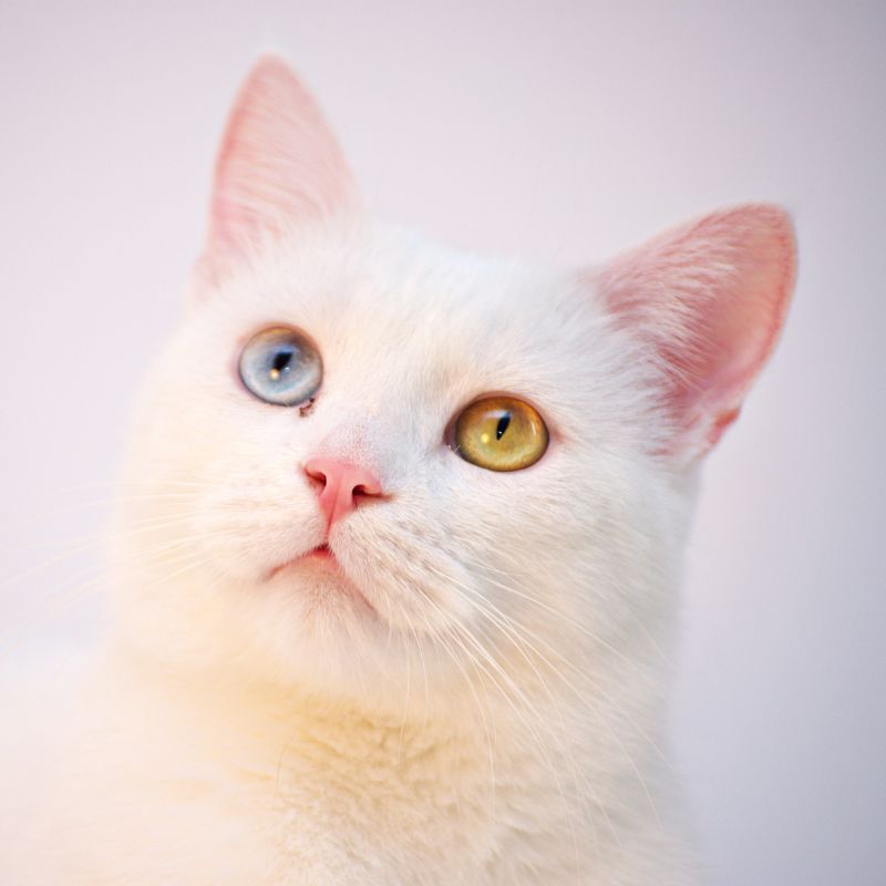 a cat with different colored eyes