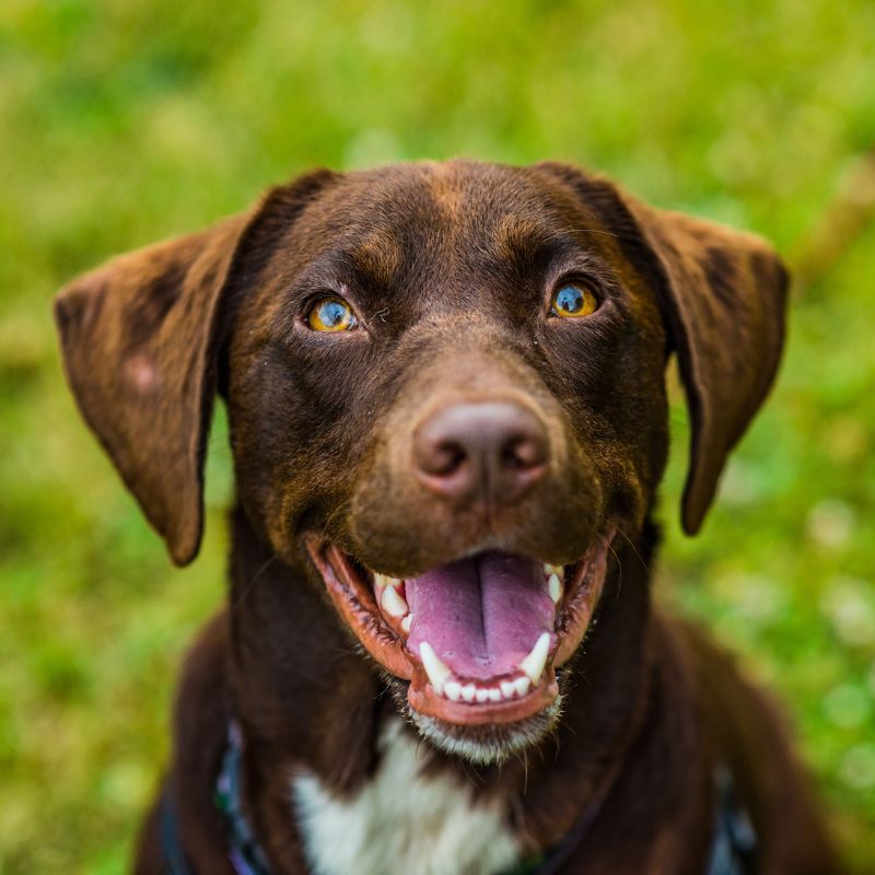 a brown dog with blue eyes