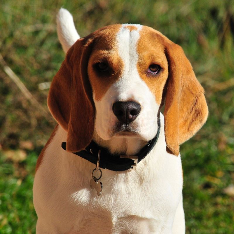 a dog with brown and white face